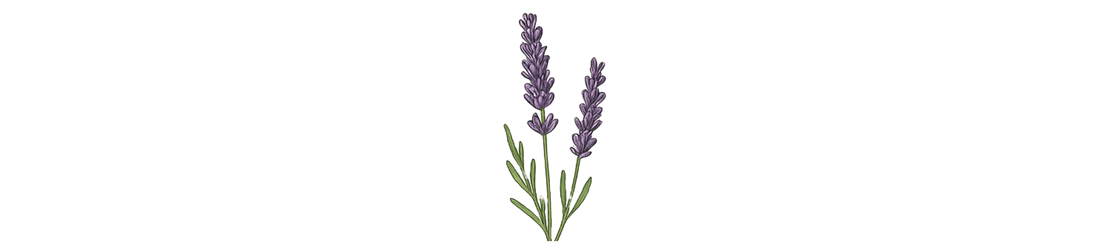 Lavendel