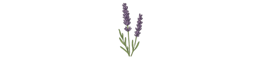 Lavendel