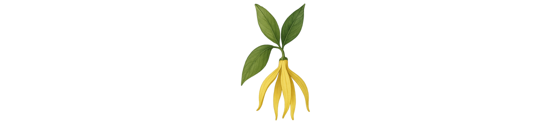 Ylang ylang