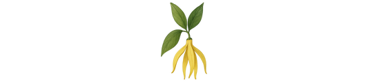 Ylang ylang